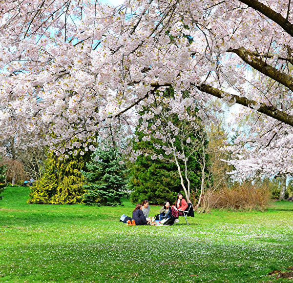 每年的3、4月份，是温哥华女皇公园樱花盛开的时节。（iStock）
