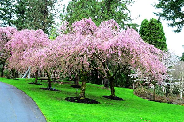 每年的3、4月份，温哥华樱花盛开。图为温哥华范度森植物园（VanDusen Botanical Garden）的樱花。（iStock）