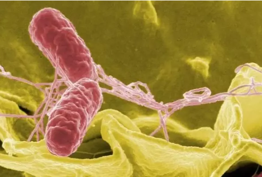 警告！沙门氏菌肆虐半个加拿大 68人感染2死