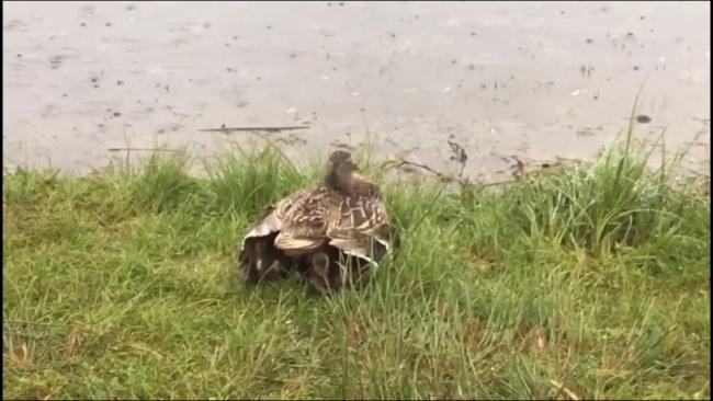 从大温湖边用羽翼为鸭宝宝遮雨的鸭妈妈谈起