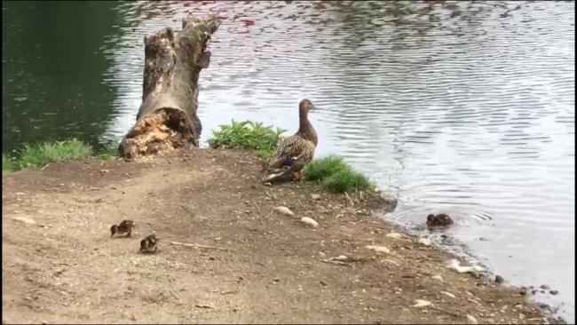 从大温湖边用羽翼为鸭宝宝遮雨的鸭妈妈谈起