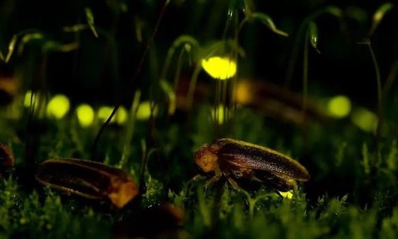 夏夜观看萤火虫可以去这几个地方