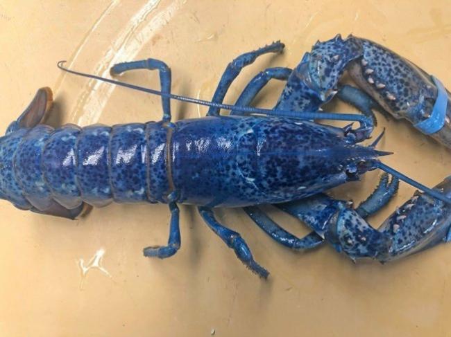 机率200万分之一 海产店老板捐出超稀有蓝龙虾