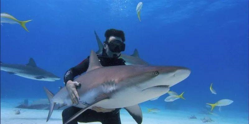《鲨鱼海洋灭绝》Rob Stewart的最新也是最后一部电影