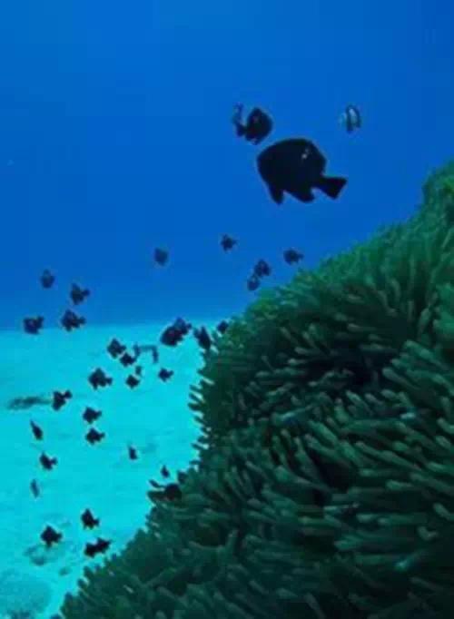 暑假旅游 日本冲绳潜水必去的绝佳潜点约起