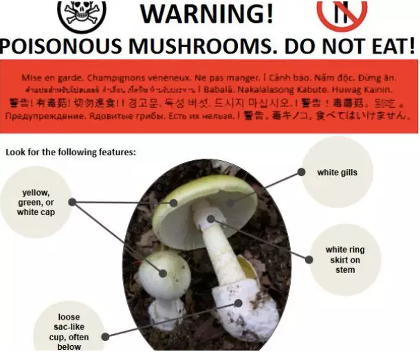 罕见！世界最毒蘑菇提早现身温哥华