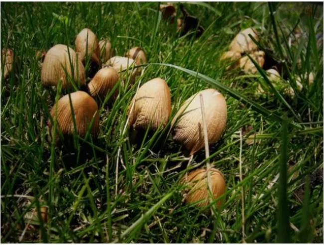 罕见！世界最毒蘑菇提早现身温哥华