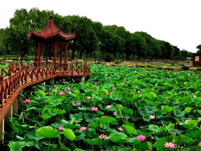 有着北京小西湖之称的地方 荷花绽放