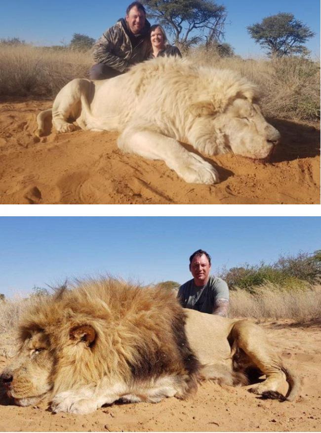 众怒！加拿大夫妇猎杀狮子 还在尸体旁亲吻拍照