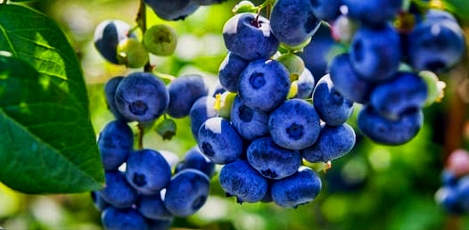 七月温哥华：蓝莓才是水果界的灵魂歌手