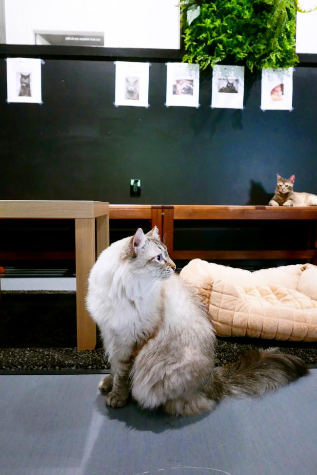 在宫崎骏的童话森林里与猫咪来一场甜蜜约会