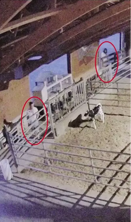 民愤！大温亚裔开豪车入农场 虐杀5天大的小牛