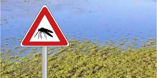 卫生局警告！蚊虫病毒8月高发 严重可致死