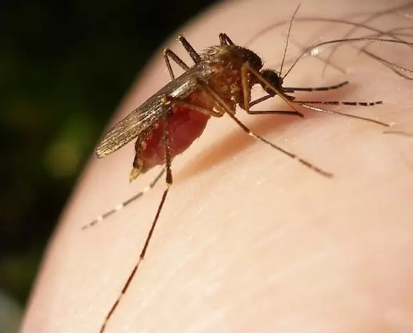 卫生局警告！蚊虫病毒8月高发 严重可致死