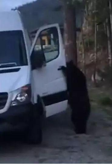 大温黑熊成精了！熟练掌握开车门等生存技能…