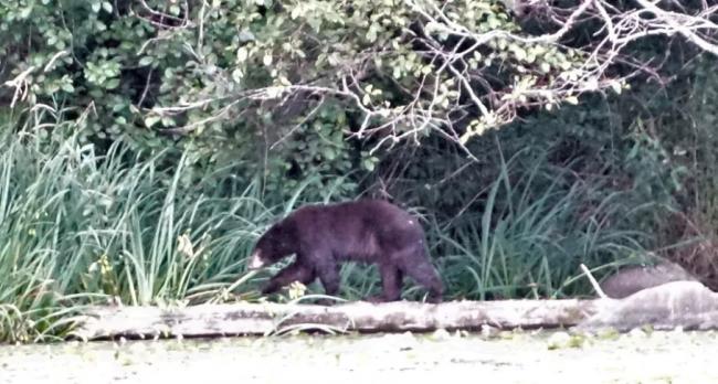 大温公园黑熊与游客同游 垃圾桶满是抓痕、牙印