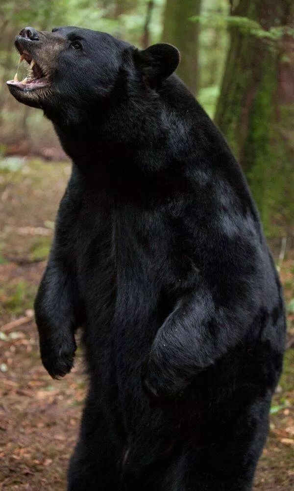 外国女游客在加国网红景点被黑熊拖走 凌虐至死