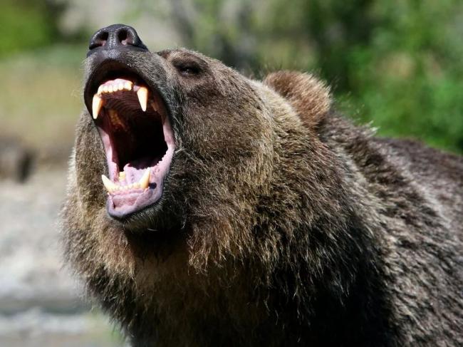 外国女游客在加国网红景点被黑熊拖走 凌虐至死