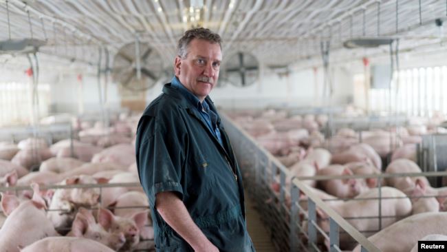 美国伊利诺伊州州农场主布莱恩·邓肯在其养猪场内。（2018年4月9日）