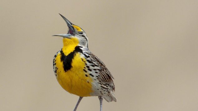 北美鸟类自1970年以来减少30亿