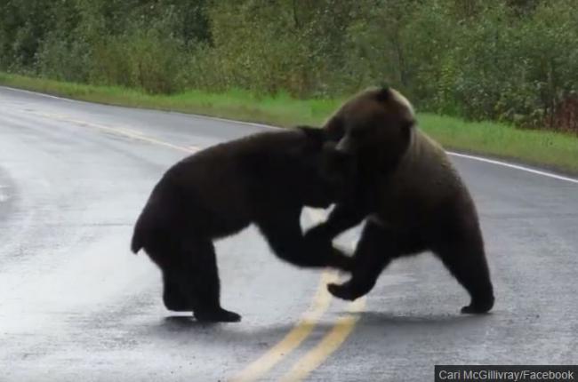 两灰熊激战孤狼围观 撕咬咆哮，难得一见的搏杀