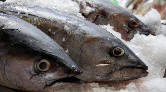 你吃的真是金枪鱼吗？加拿大普遍 “海鲜作假”