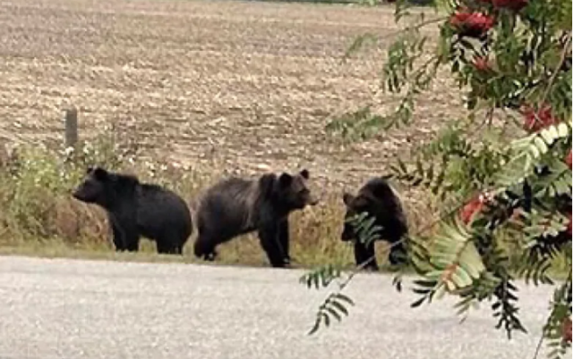 BC省一家庭设摄像头，居然发现12头熊光顾
