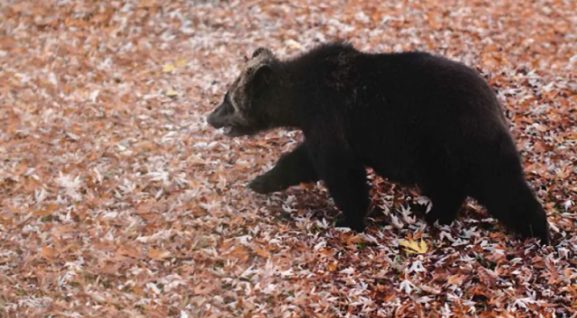 BC省一家庭设摄像头，居然发现12头熊光顾