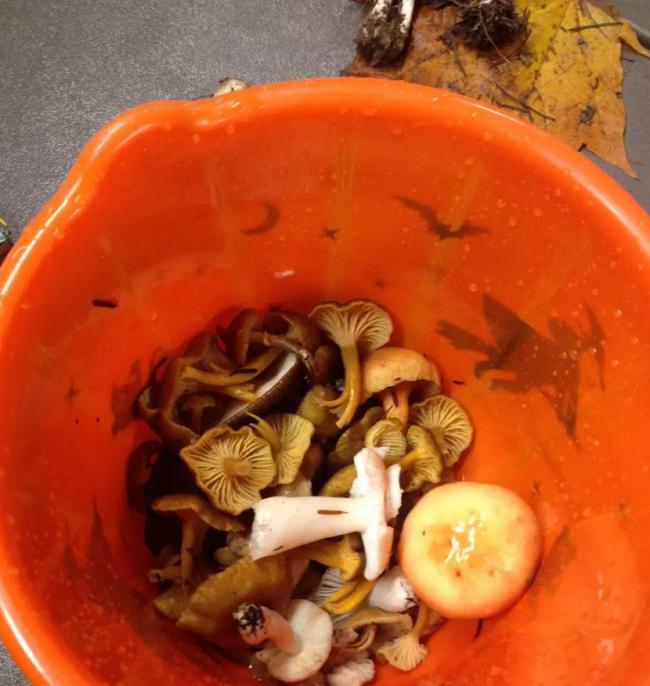 Mushroom Hunting：十月进山采蘑菇