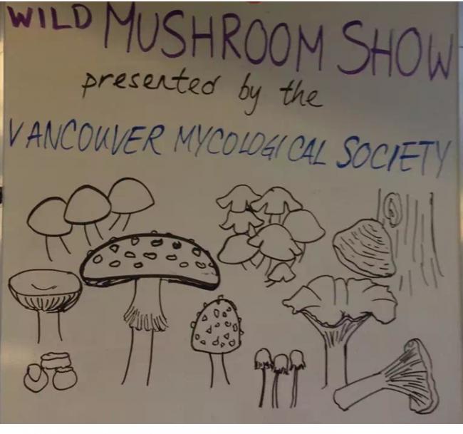 Mushroom Hunting：十月进山采蘑菇