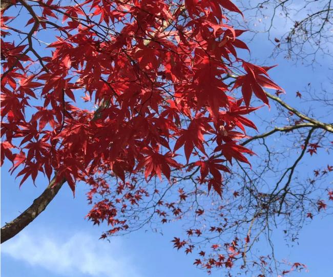 秋天的颜色：发现这么美的温哥华