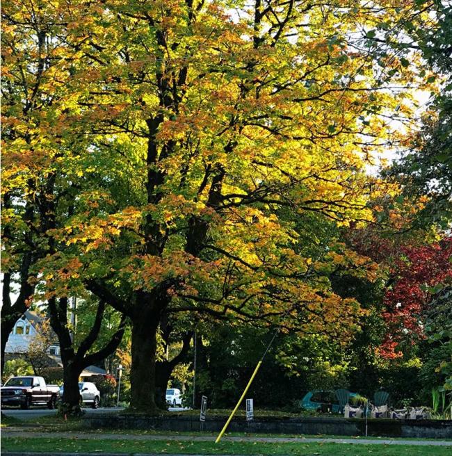 秋天的颜色：发现这么美的温哥华
