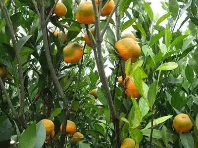 橙汁大涨价！美国告急，九成柑橘感染植物艾滋