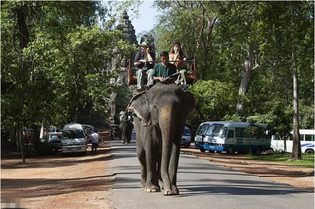 柬埔寨吴哥窟明年起禁骑大象