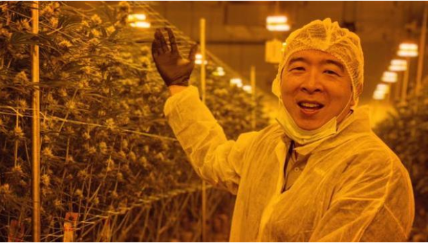 华裔总统参选人杨安泽提倡大麻合法化