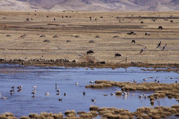 有一种特别的旅行：冬到西藏观鸟