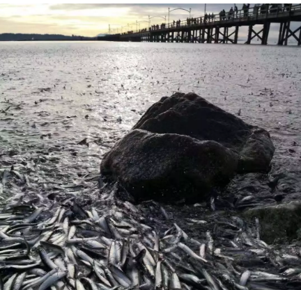 大震前兆？上万条鱼涌上白石海滩，两天9次地震
