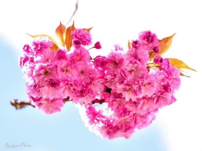 最美人间四月温哥华：三生有幸，四万樱花