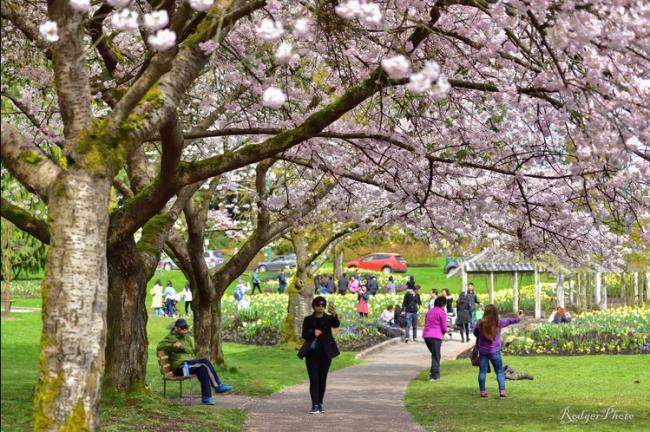 最美人间四月温哥华：三生有幸，四万樱花
