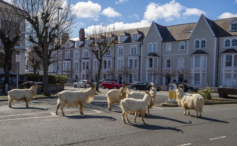 英國威爾斯海岸小鎮出現大批野生山羊進入市區覓食。（美聯社）