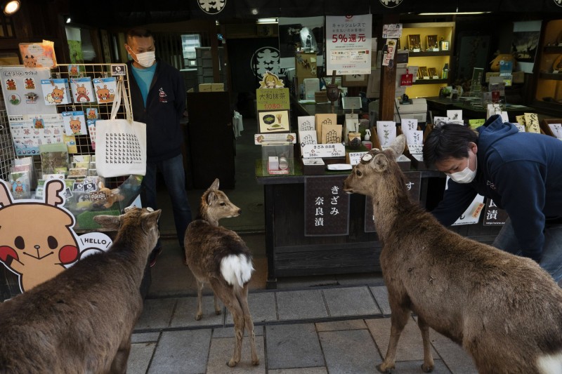 日本奈良鹿缺乏遊客餵食，進入街道尋找食物。（美聯社）