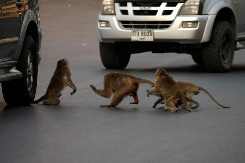 泰國猴群沒了來自遊客的食物，在街道上演食物爭奪戰。（路透）