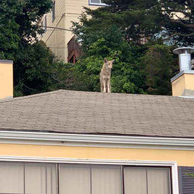 爬上住家屋頂的一頭野狼。(取自推特)