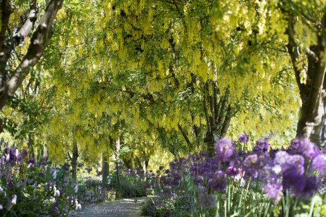 范度森植物园的春天，金链花走廊简直美呆了