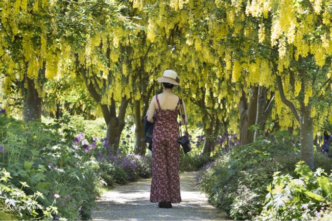 范度森植物园的春天，金链花走廊简直美呆了
