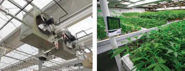 一个现代化大麻温室种植大棚有什么不同