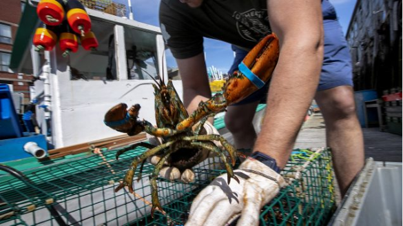 中国要求加拿大龙虾出口商承担新冠责任 被批