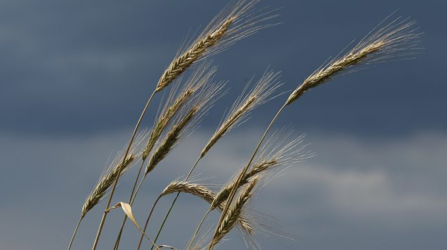 加拿大大麦对中国出口增加38%