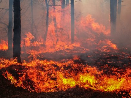 Kamloops消防中心地区的山火 今早增加至17宗