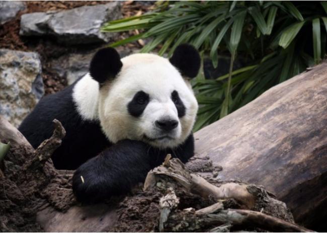 心疼国宝！疫情使加拿大的两只大熊猫受到威胁